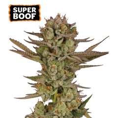 Super Boof, Фасовка: 3